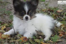 We accept most payment methods via paypal, cash, check. Pin On Papillon Thats My Breed