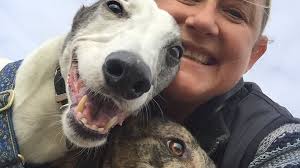Pet of the Week: Meet Floyd and Blue Boy rescued greyhounds living happily  in Hornchurch