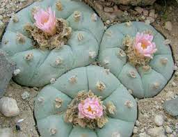 Yes, they are hurtful but not necessarily peyote cacti can cause a psychotic break down when used in conjunction with other substances. The Sahara Desert Habitat The Sahara Is The Largest Hot Desert By Claire Thomas Natural Habitats Medium