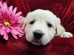 Our dogs and puppies are american kennel club (akc) registered golden retrievers from champion bloodlines with ofa certified health clearances. English Cream Golden Retriever Mini For Sale In La Jolla California Classified Americanlisted Com