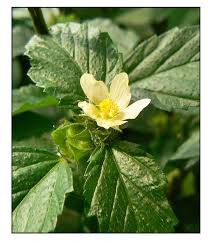 Image result for Malvastrum coromandelianum