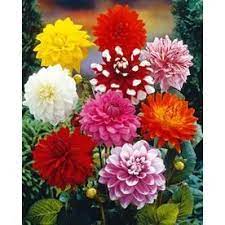 7 Count Dahlia Bulbs Lowes Com Bulb Flowers Planting Bulbs Perennial Bulbs