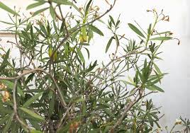 Blüht ihr oleander nicht, kann das verschiedene ursachen haben. Oleander Bluht Nicht Ursachen Massnahmen Plantura