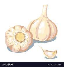 Garlic Download A Free Preview Or High Quality Adobe Illustrator Ai Eps Pdf And High Resolution Jpeg Versions Web Banner Design Garlic Illustration