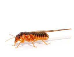 We have been in business since 2003 and have expanded to cover all of washington county. Affordable Residential Pest Control Preventive Pest Control