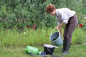 Faire Refleurir Son Amaryllis En 2020 Consoude Consoude Purin Jardins