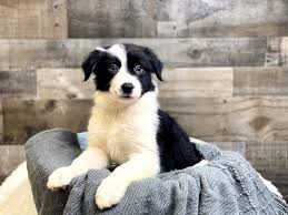 Explore 50 listings for border collie puppies available at best prices. Border Collie Dog Female Black White 2965828 The Barking Boutique