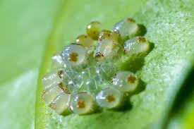 Stop ignoring dust mites and put swiffer dusters™ to work. Where Do Spider Mites Come From And How To Kill Them
