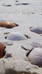 Sea Shells Sand Beachaesthetic Shells And Sand Sea Shells Beach Aesthetic
