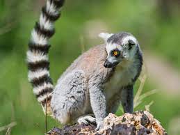 There are many legal worlds. This Exotic Pet Is Legal In Your State Pethelpful