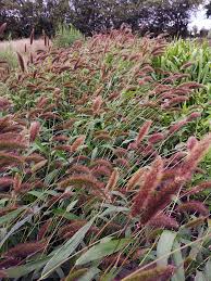 Image result for Setaria viridis
