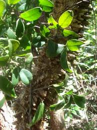 Image result for Landolphia buchananii