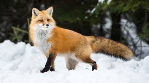 Fox Spiritual Meaning and Symbolism - Parade