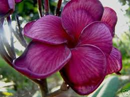 Pin On Plumeria