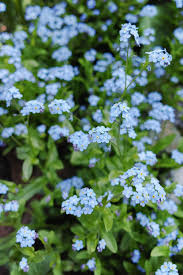 Home » browse quotes by subject » being forgotten quotes. Forget Me Nots Flowers Featured Content Lovingly