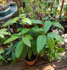Cacti can be propagated in several ways. Avocado As A Container Plant Iii