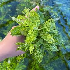 Image result for Hygrophila spiciformis