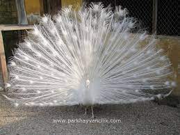 beyaz tavuskusu park hayvancilik