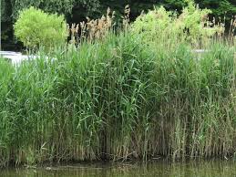 Image result for Phragmites australis