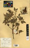 Image result for Grewia pubescens