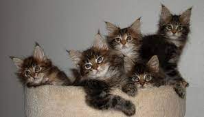 Keep an eye out for maine coon rescues in your area. Looking To Adopt A Pet Why Not Rescue A Maine Coon Cat