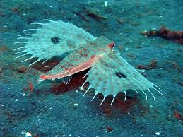 Unusual Deep Sea Animals Deep Sea Animals Weird Sea Creatures Deep Sea Life