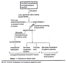 The Ranin Angiotensin Aldosterone System