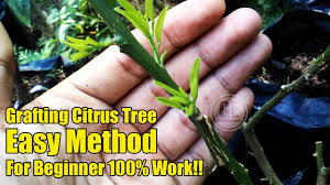 A multi grafted fruit cocktail citrus tree featuring tangerine, meyer lemon, calamansi, tahitian lime, kumquat and kaffir lime. Easy Grafting Citrus Tree For Beginner 100 Work Youtube