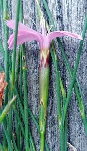 Image result for Thunbergianthus