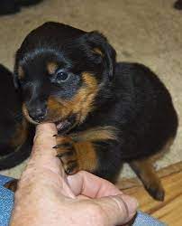 Check spelling or type a new query. Rottweiler Pets And Animals For Sale Minnesota