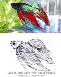How To Draw A Siamese Fighting Fish Betta Fish Tattoo Drawn Fish Fish Sketch