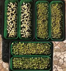 Create a stunning tablescape with elegant centerpiece bowls. Indoor Garden Ideas Growing Microgreens On A Windowsill Star Of Nature