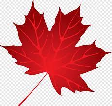 This particular tree standing next to the. Maple Leaf Tree Leaves Maple Leaf Shape Png Pngwing