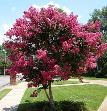 Plus free shipping offers on all plants! Tuscarora Crape Myrtle For Sale Online The Tree Center