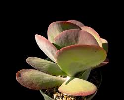 Image result for kalanchoe thyrsiflora