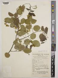 Image result for Pterocarpus lucens