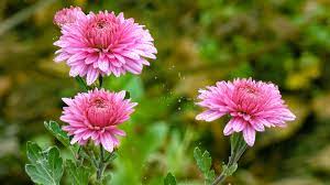 Plants Footage Autumn Pink Chrysanthemum Flowers Chrysanthemum Flower Chrysanthemum Morifolium Chrysanthemum