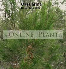 Image result for Casuarina littoralis