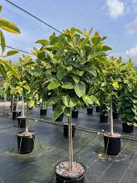 Image result for F kus Ficus