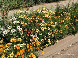 The holiday gift shop northern california. A Hidden Garden In The Middle Of Phoenix Azplantlady Com