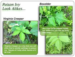 Maybe you would like to learn more about one of these? Poison Ivy Primer Arborsmith Ltd Crafstman In The Care Of Trees
