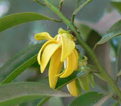 Image result for Artabotrys hexapetalus