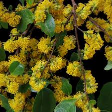 Image result for Justicia petiolaris