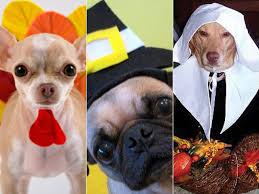 April Showers Bring May Flowers Meme 10 Costumed Dogs Celebrating Thanksgiving Photos Dog Thanksgiving Dog Thanksgiving Costume Dog Costumes
