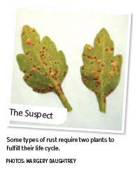 Living fashion heuchera midnight rose 90mm. Psi The Case Of The Parasitic Rust Greenhouse Management