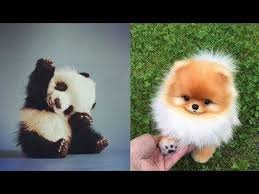 Cute Baby Animals Videos General Video Of January Cutest Animals 79 Youtube Baby Animal Videos Cute Baby Animals Cute Baby Bunnies