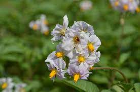 Dai profumati fiori aromatici a tisane di fiori officinali, fino a petali variopinti in insalata. Fiori Bianchi Orto Spontanee Fiori Perenni Profumate Spontanee Viola Fiori Giardino Orto Piante Da Esterni Piantare Fiori Arbusti Esterno Sempreverde