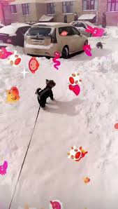 Відео поки що є тільки в instagram жвл. Solomiya Vitvicka Pokazala Svogo Novogo Kompanjona Today Ua