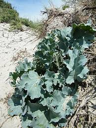 Image result for Crambe kilimandscharica