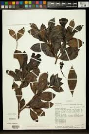 Image result for Rothmannia whitfieldii